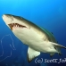 shark_sandtiger_spar_h_0307_nca0601.jpg